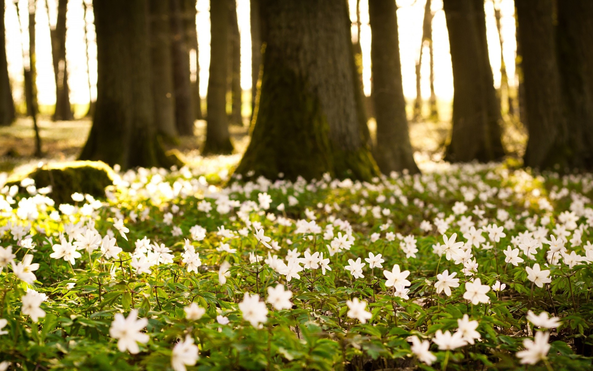 spring flower nature park garden leaf flora blooming floral summer fair weather outdoors grass wood petal landscape sun season wild color