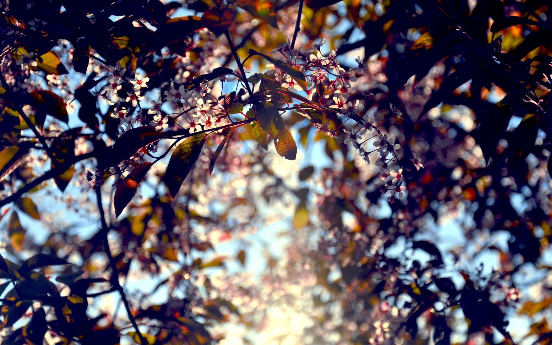 printemps arbre automne feuille nature saison branche à l extérieur fleur bureau lumineux flore couleur cerise hiver lumière