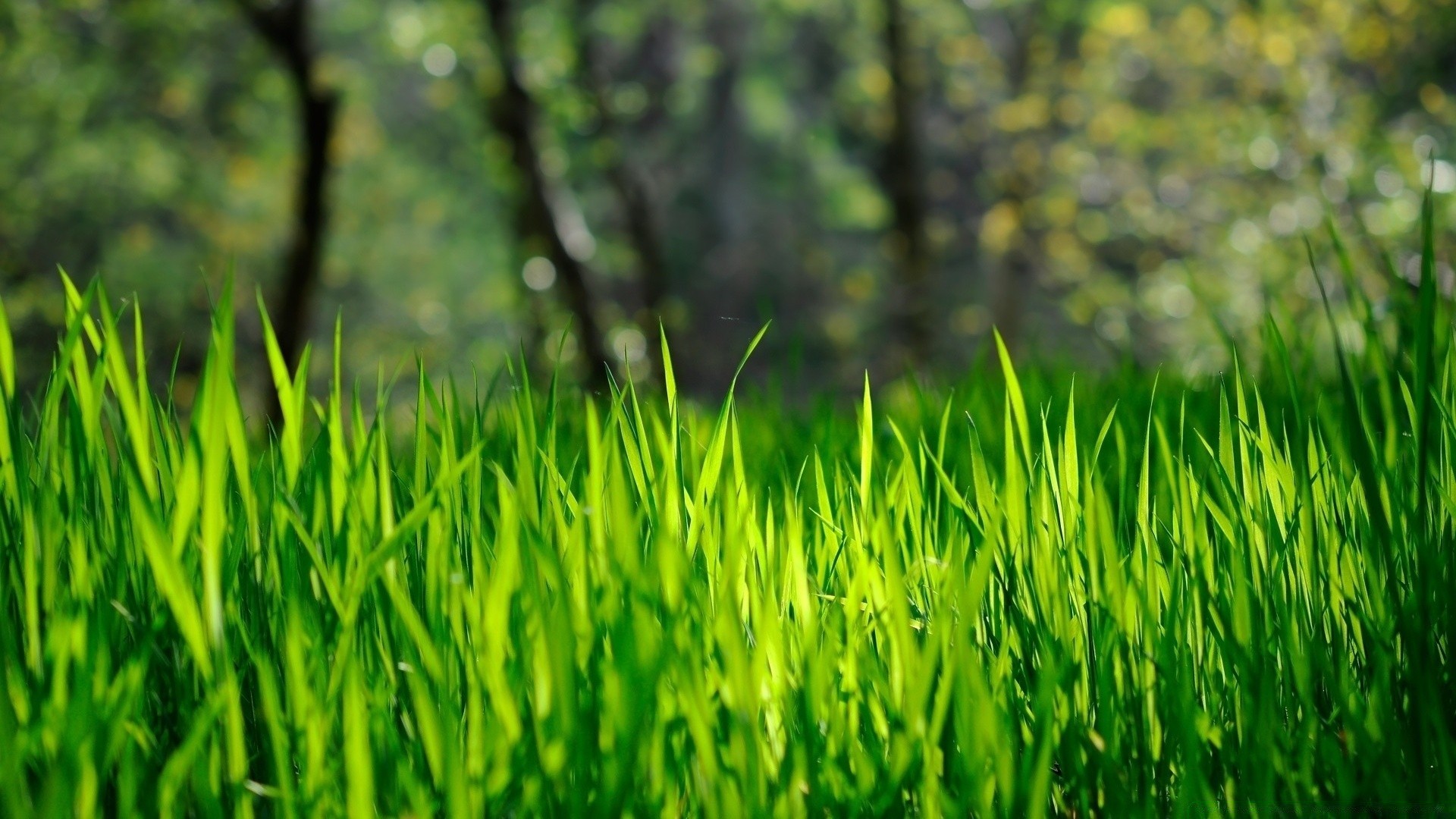 frühling gras wachstum rasen üppig flora heu feld blatt sommer umwelt natur garten dämmerung sonne boden klinge gutes wetter frische tau