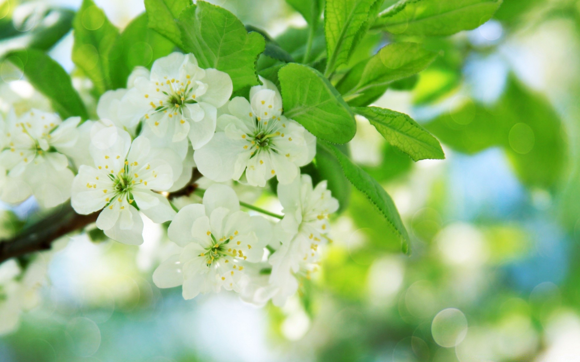 spring nature leaf flora flower branch garden tree growth apple close-up summer season blooming freshness fair weather cherry outdoors petal bright