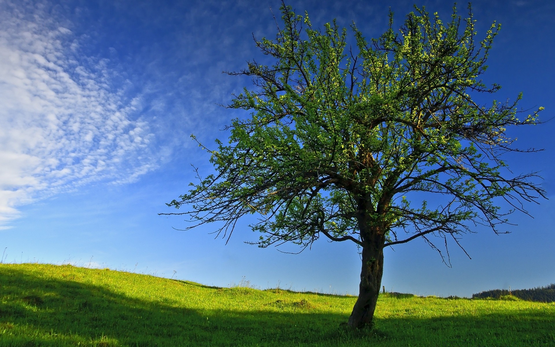 wiosna drzewo natura krajobraz trawa niebo na zewnątrz wiejskie wiejskie drewno lato dobra pogoda sianokosy idylla liść pole jasne słońce malownicze horyzont