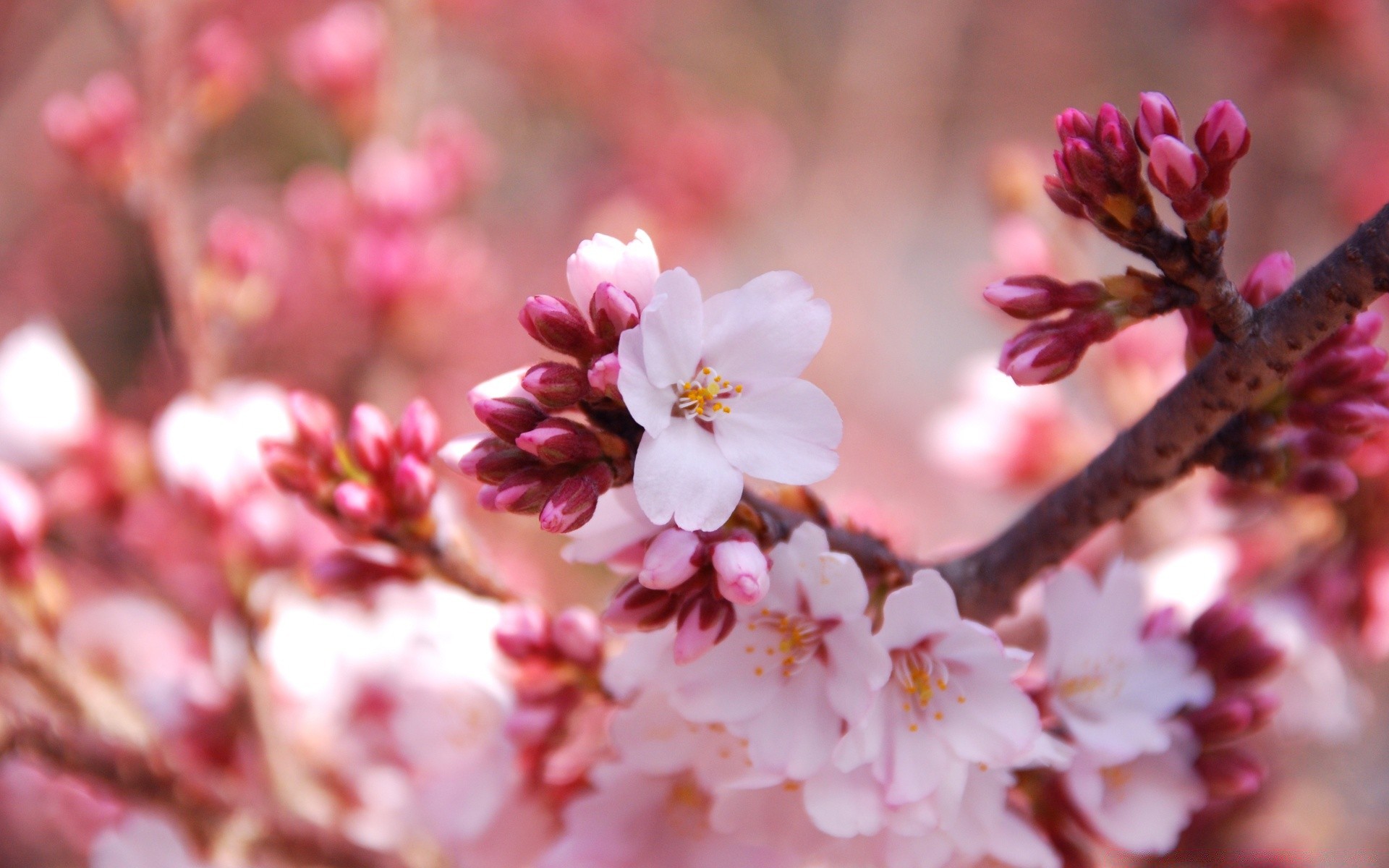 wiosna wiśnia kwiat natura oddział drzewo flora ogród sezon bluming jabłko płatek kolego liść na zewnątrz jasny plum wzrost delikatny wielkanoc