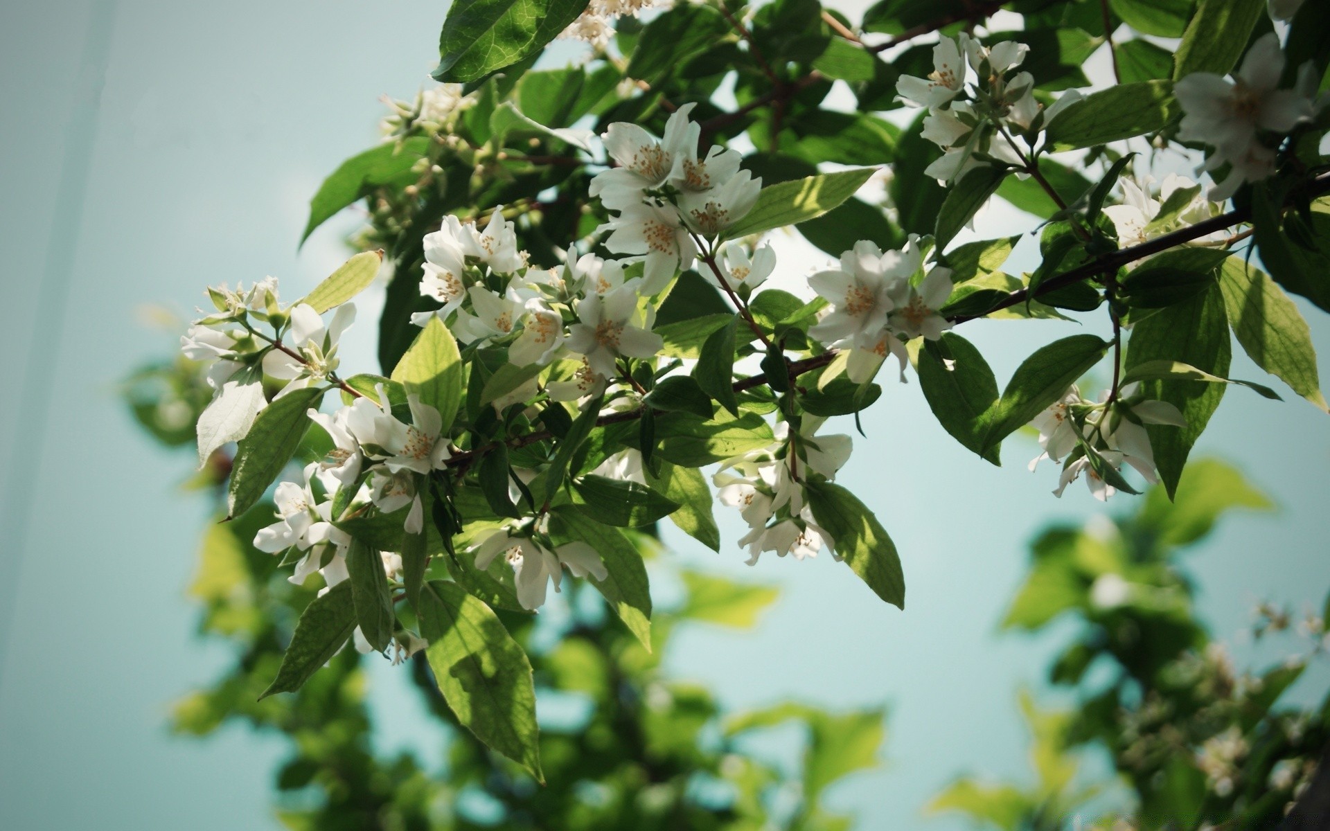 bahar çiçek yaprak doğa ağaç flora büyüme şube açık havada bahçe elma yaz bulanıklık güzel hava petal