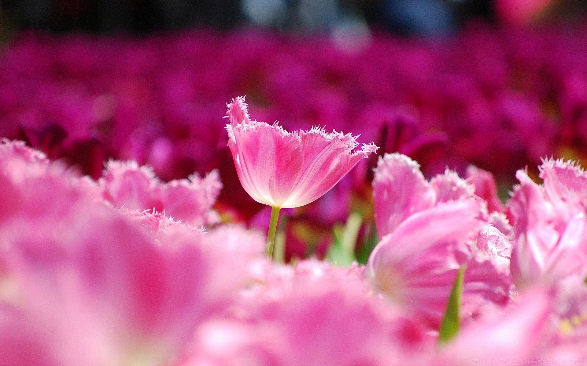 printemps nature fleur jardin flore feuille été lumineux tulipe couleur pétale bluming floral champ extérieur croissance beau temps