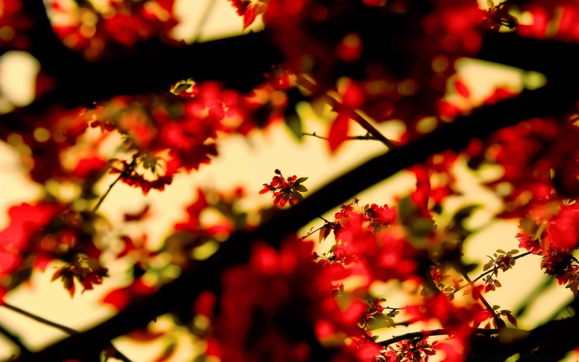 primavera desenfoque hoja navidad árbol otoño brillante color naturaleza flor