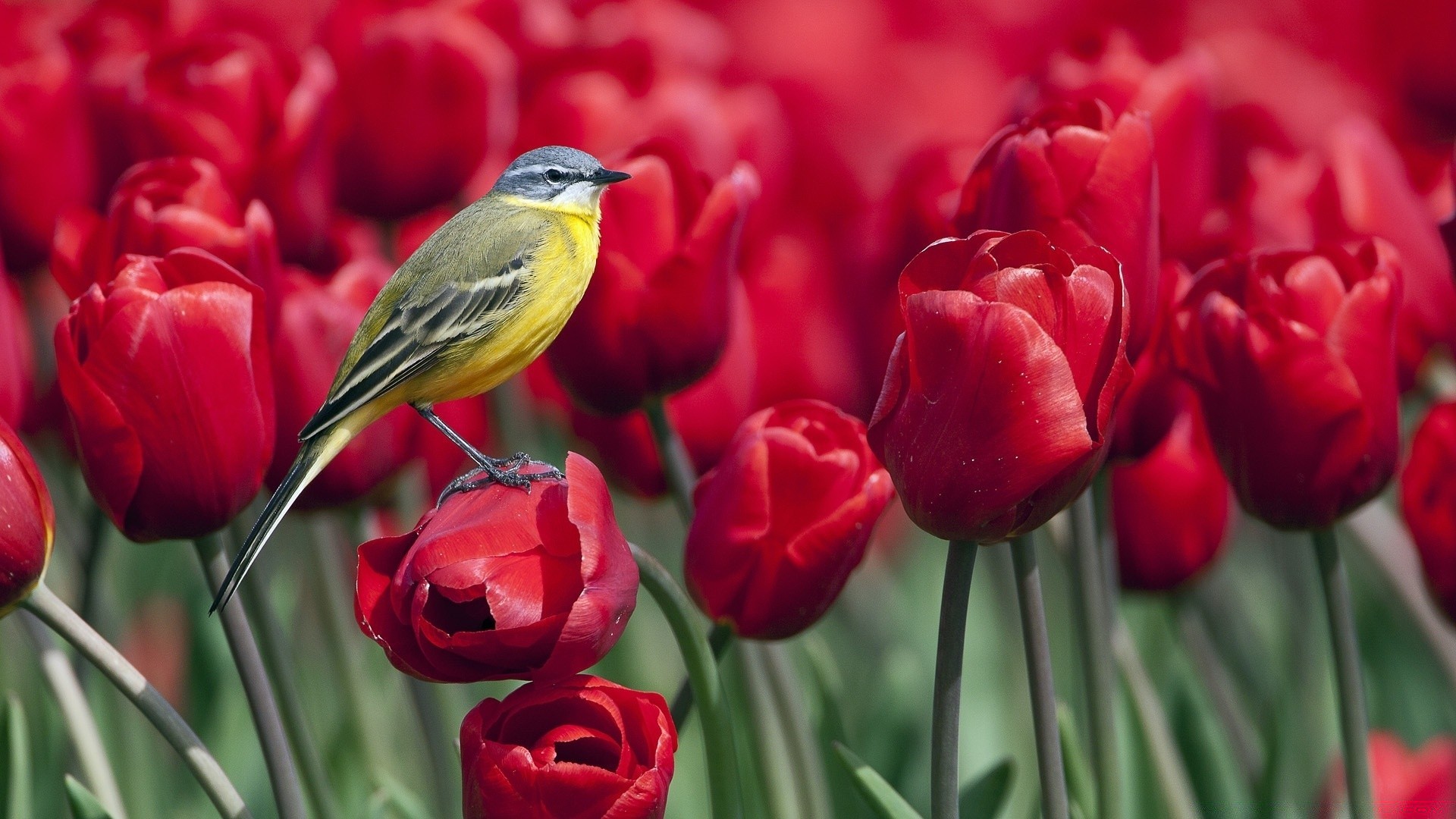 bahar doğa çiçek bahçe yaprak flora lale parlak yaz açık havada renk