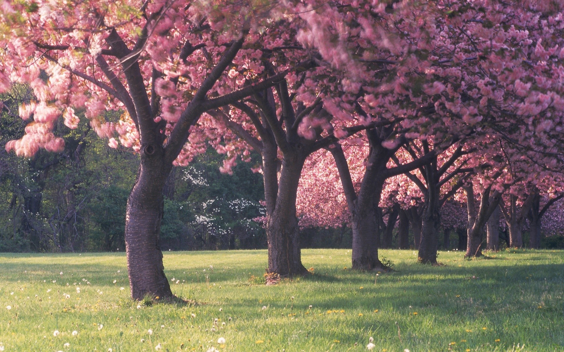 wiosna drzewo krajobraz kwiat oddział park sezon ogród natura wiosna flora trawa wiśnia środowisko liść na zewnątrz światło dzienne drewno sceniczny kolor