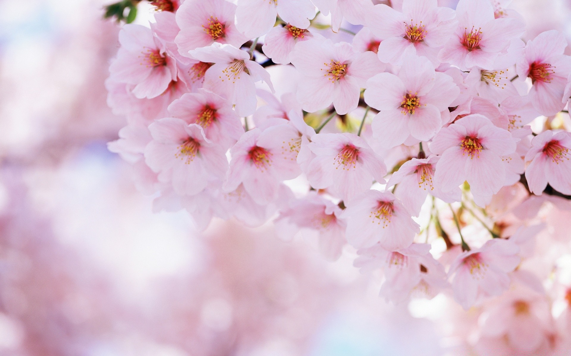 spring flower nature flora cherry petal delicate garden branch blooming leaf floral tree growth summer blur season bright bud outdoors