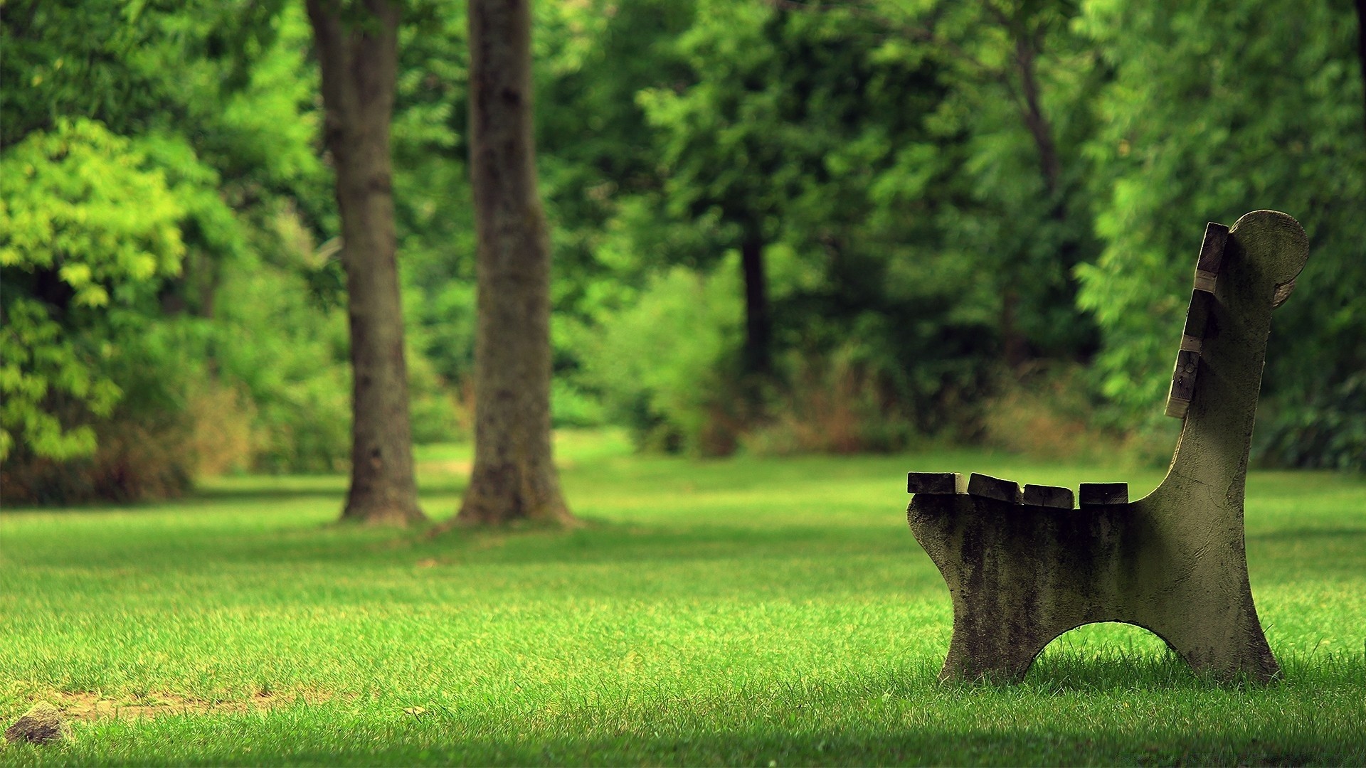 spring landscape tree grass nature wood park outdoors summer daylight