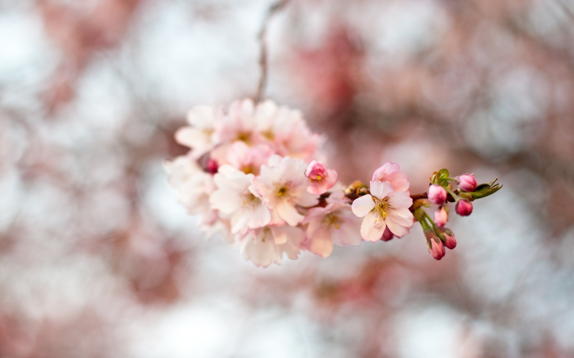 printemps fleur cerise nature branche arbre flore saison jardin délicat pomme à l extérieur feuille flou copain bluming pétale lumineux croissance hiver