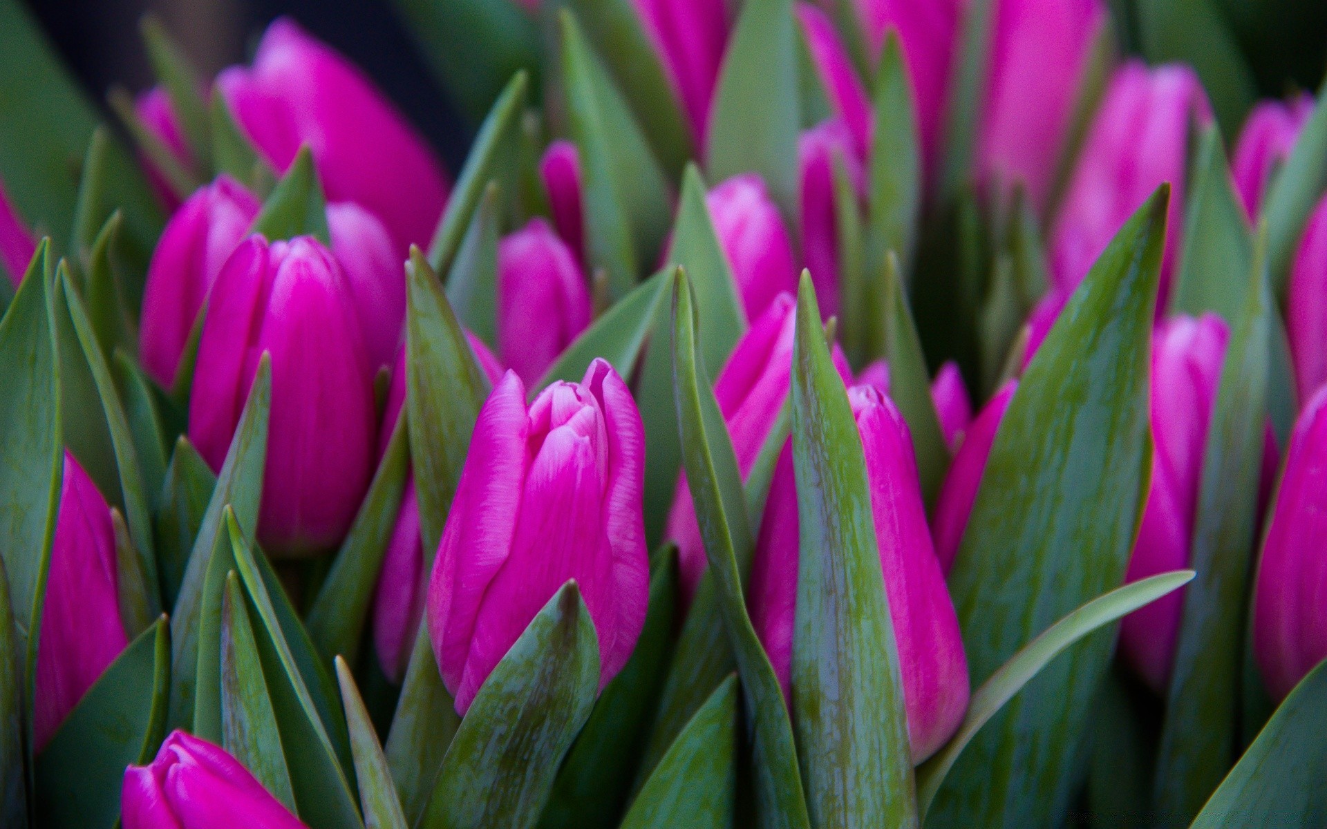 spring tulip nature flower easter flora garden leaf bouquet color summer bright growth floral blooming petal season