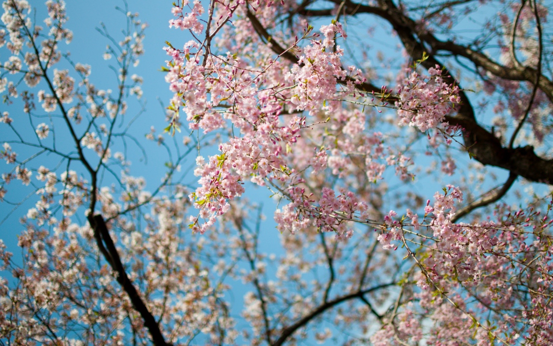 primavera cereja árvore ramo flor estação flora primavera árvore frutífera crescimento natureza blooming ameixa pétala maçã parque amigo folha ao ar livre paisagem jardim