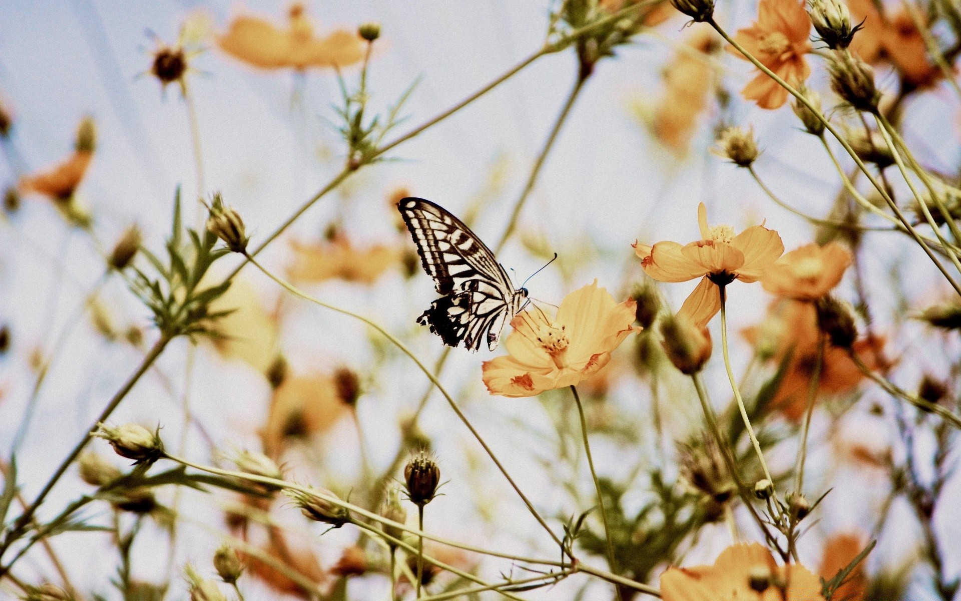 wiosna natura kwiat lato na zewnątrz flora ogród owad motyl liść zbliżenie dobra pogoda jasny sezon kolor wzrost dziki słońce trawa piękne