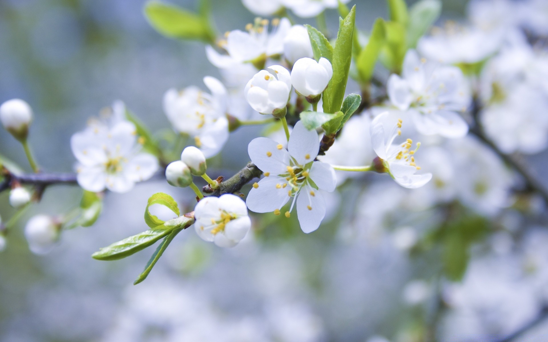 frühling natur blume flora zweig baum blatt garten wachstum saison im freien kumpel blütenblatt blühen apfel kirsche gutes wetter sommer schließen park