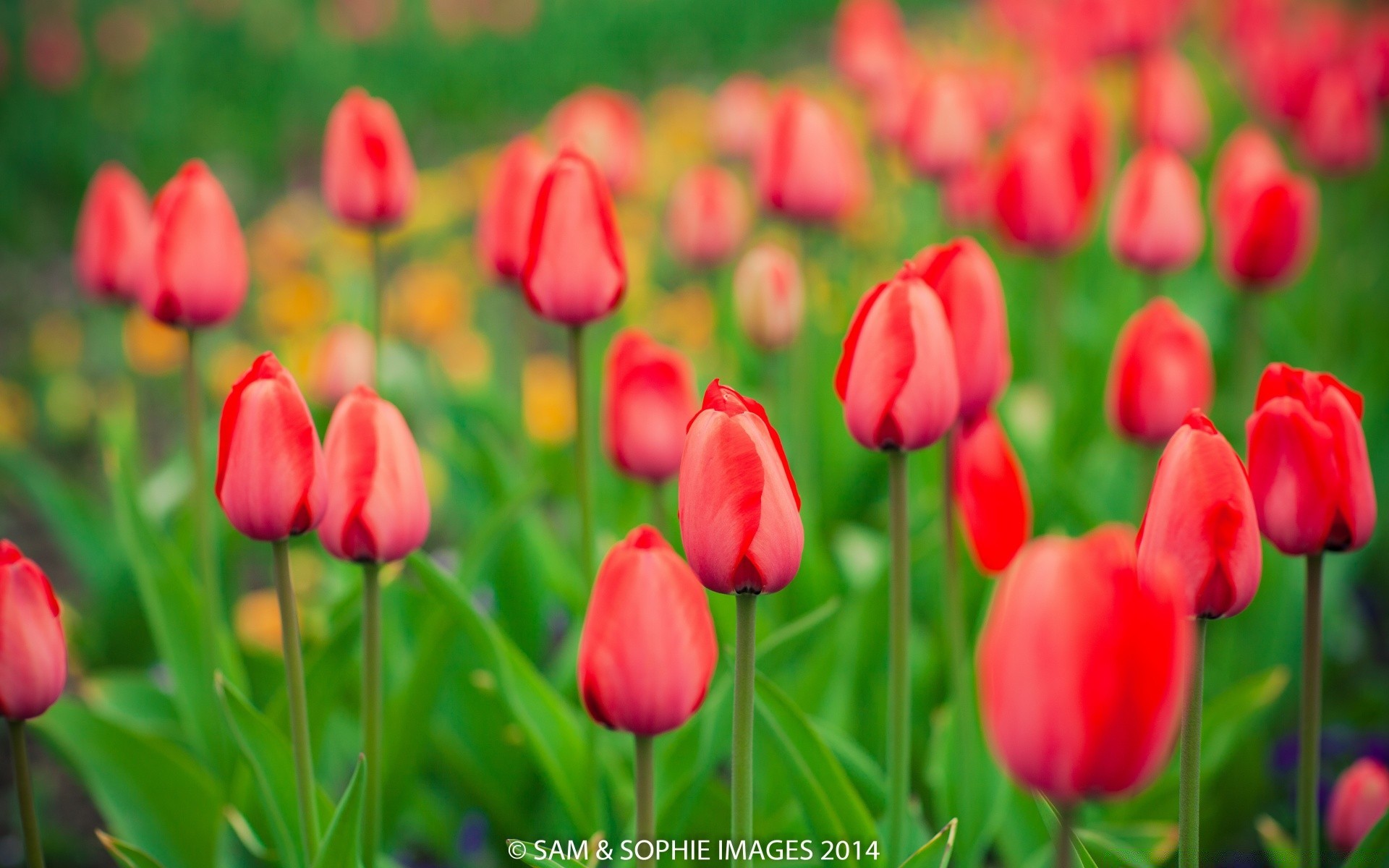 printemps nature tulipe fleur jardin flore floral lumineux feuille champ été couleur saison lumineux pétale bluming herbe à l extérieur croissance lampes