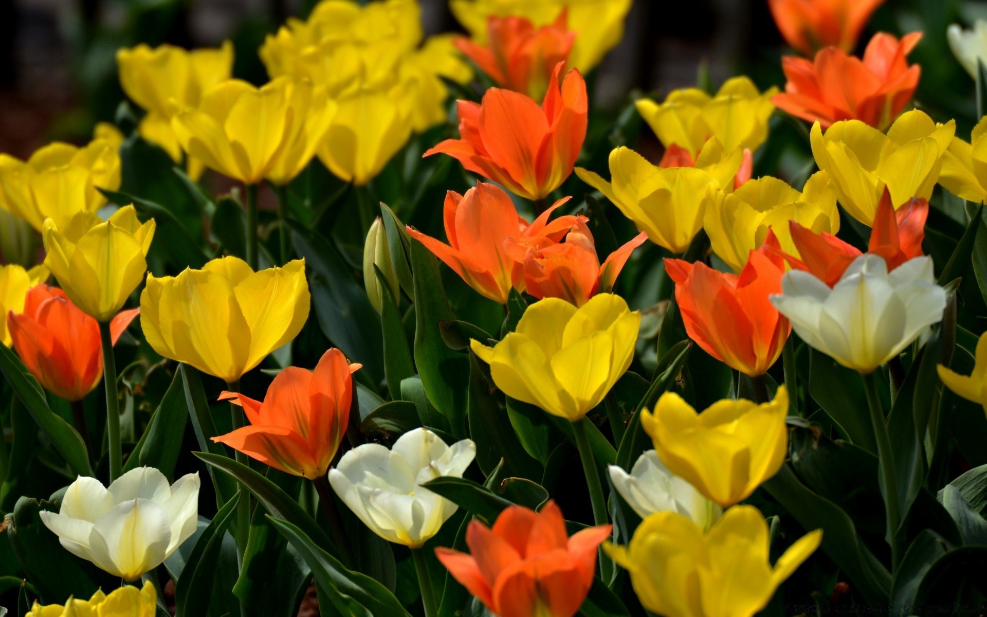 wiosna tulipan natura flora ogród kwiat liść kwiatowy lato jasny kolor wielkanoc bluming płatek sezon bukiet pole wzrostu jasna dobra pogoda