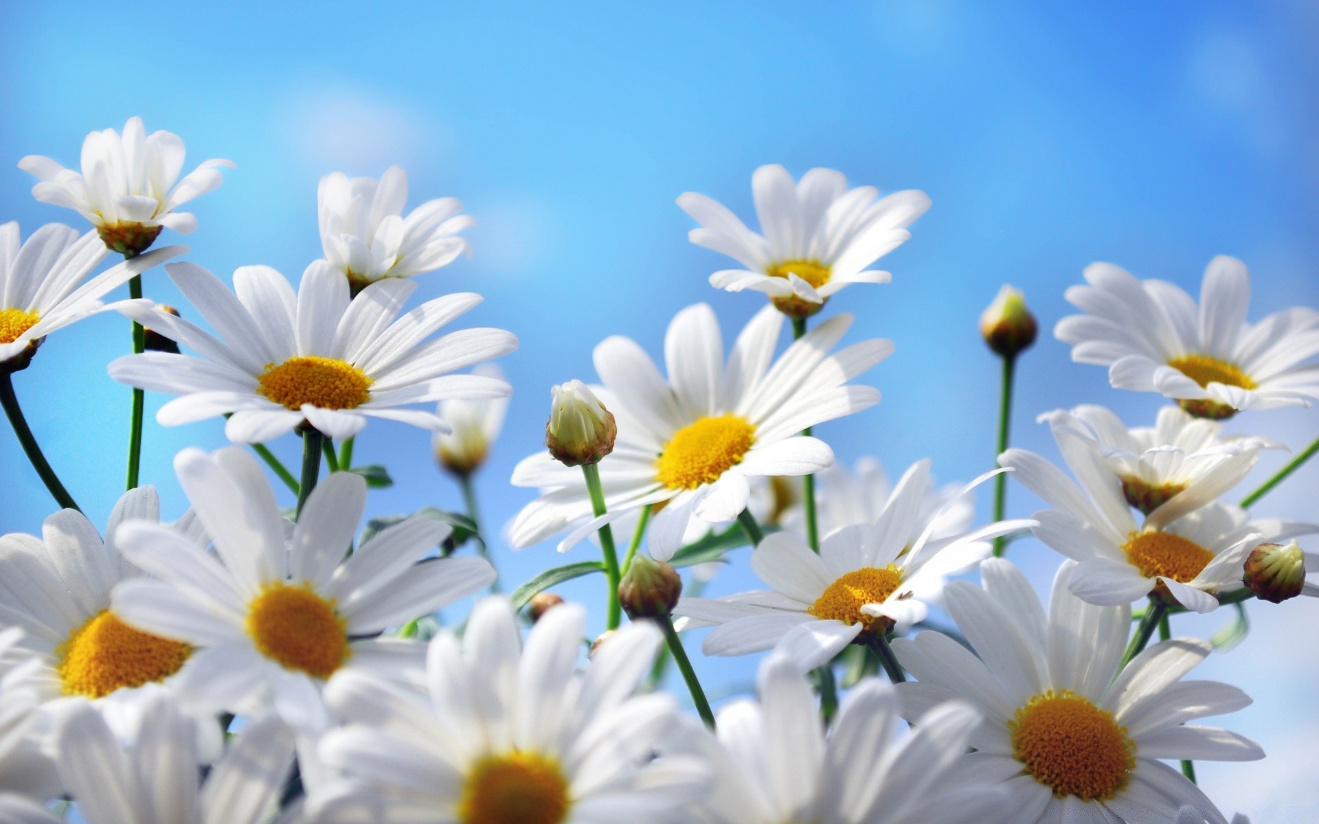 printemps nature marguerites été fleur flore beau temps lumineux jardin pétale croissance feuille soleil couleur floral bluming à l extérieur saison