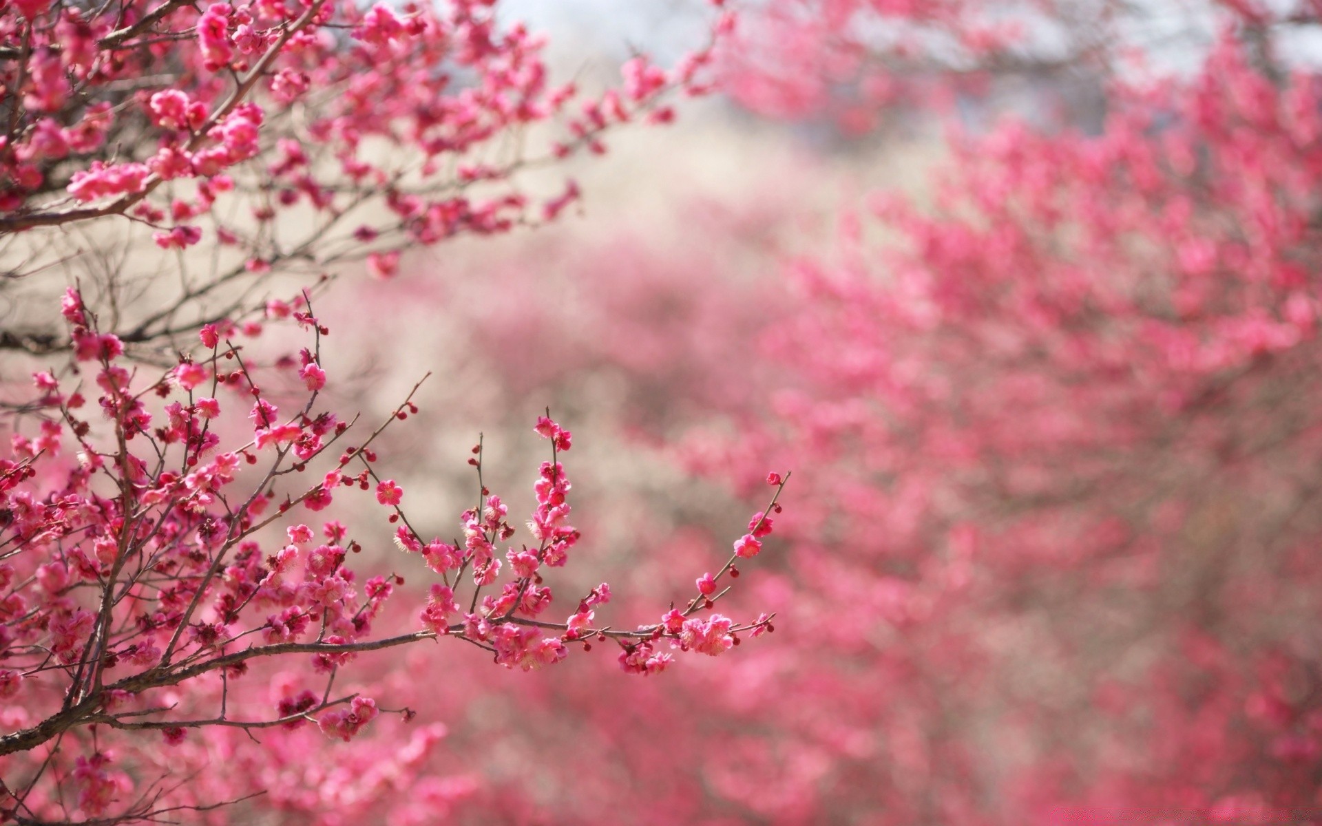 printemps cerise branche arbre fleur nature flore saison jardin couleur lumineux feuille parc croissance à l extérieur bluming gros plan arbuste hiver