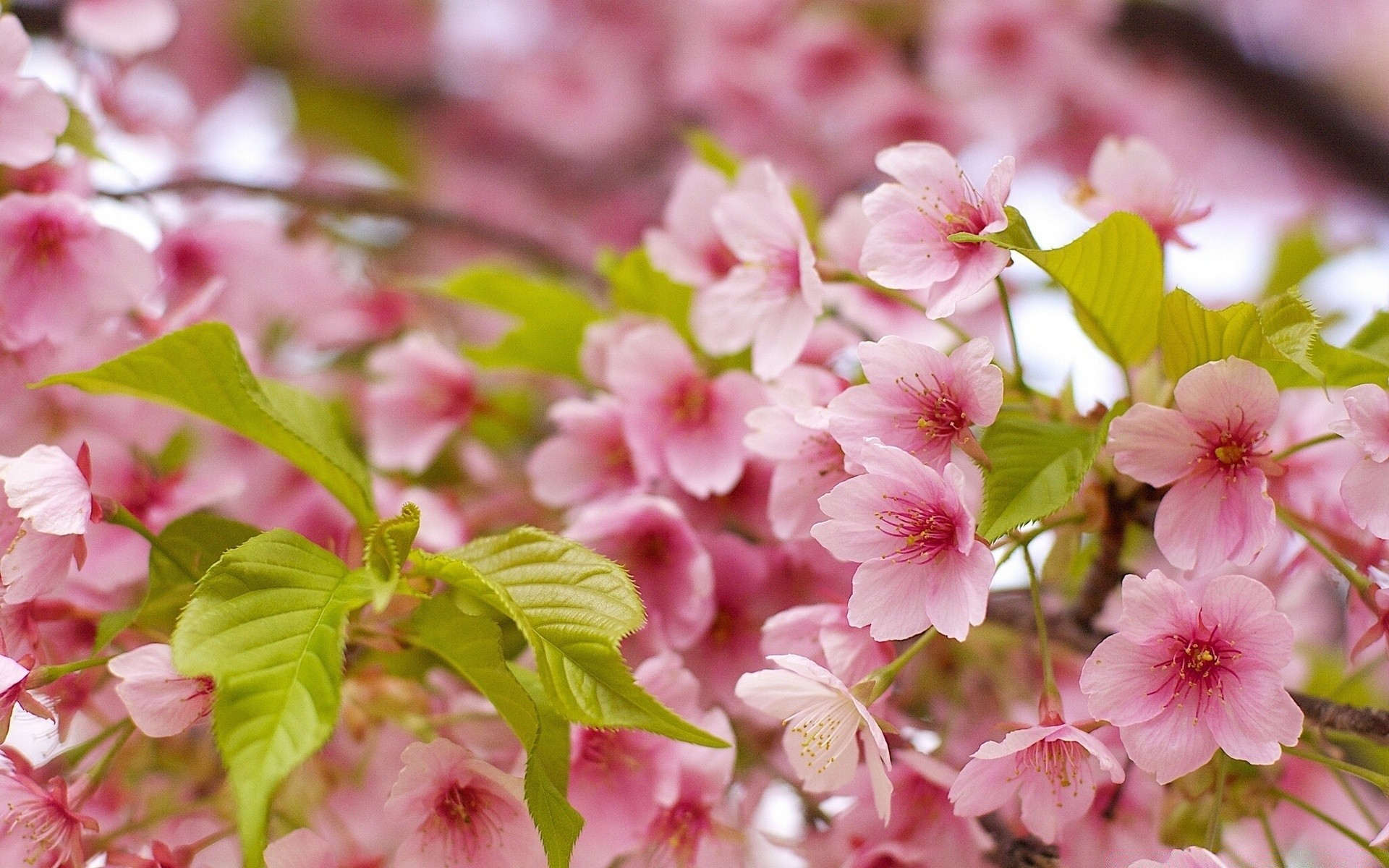 printemps fleur nature jardin flore feuille arbre bluming branche pétale floral été cerise saison croissance parc lumineux à l extérieur couleur gros plan