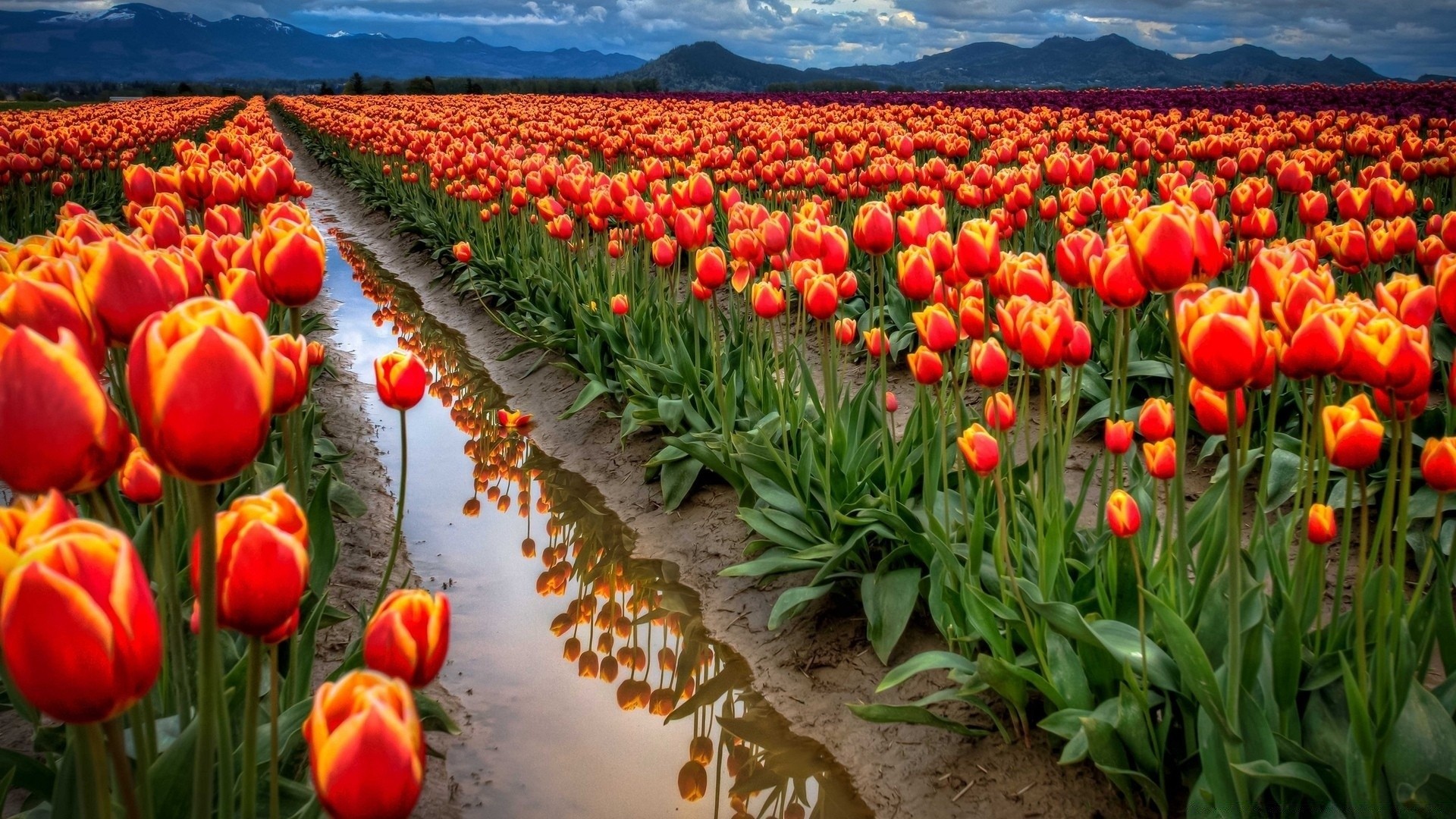 primavera tulipán flor jardín naturaleza flora campo color hoja floral brillante temporada verano brillante pétalo floración crecimiento al aire libre agricultura buen tiempo