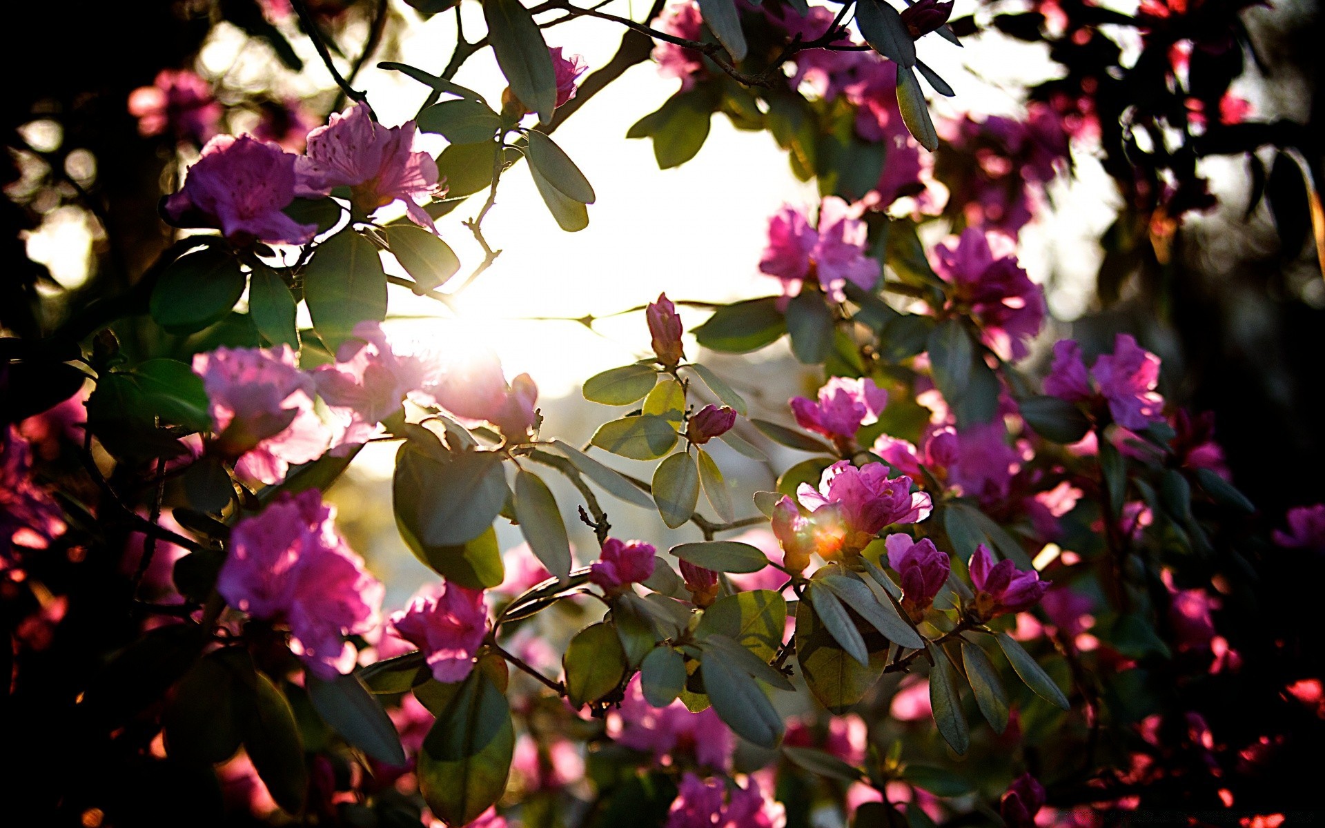 printemps fleur jardin nature flore feuille arbre pétale bluming couleur rose parc branche floral été belle croissance