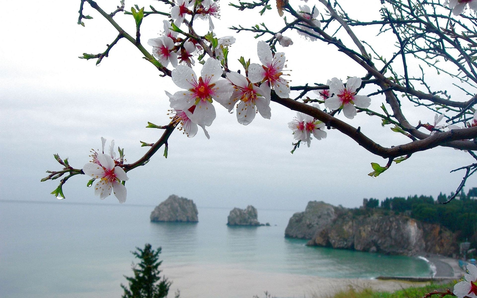 frühling baum blume natur zweig himmel kirsche schön landschaft sommer flora saison im freien wasser reisen