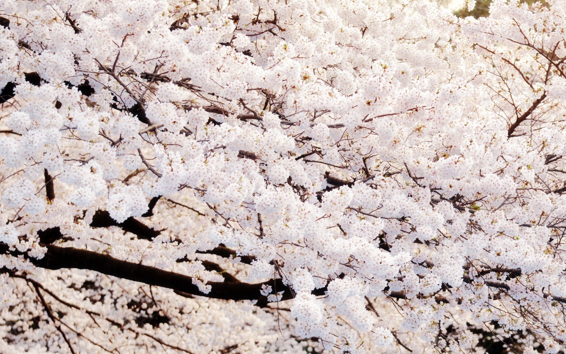 primavera superfície parede textura desktop tecido padrão rocha pedra abstrato áspero sujo chão natureza close-up mármore velho solo fundo