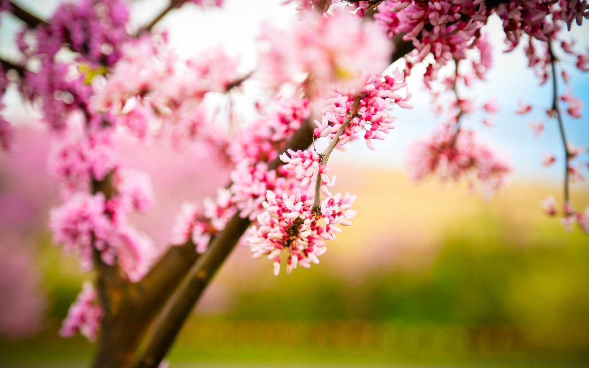 primavera fiore ciliegio natura giardino albero ramo foglia flora bloom parco luminoso estate all aperto petalo stagione floreale bel tempo crescita del colore