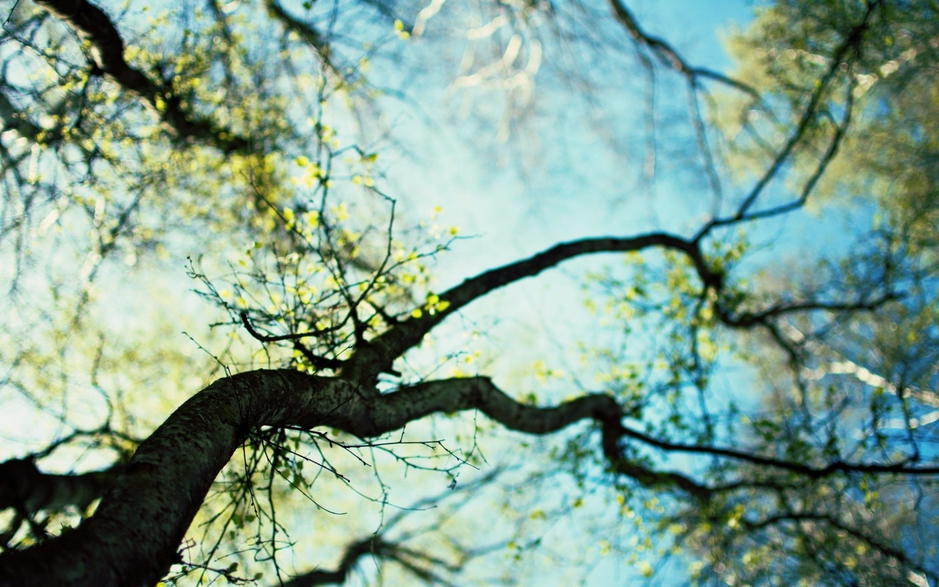 printemps arbre bois nature branche feuille parc à l extérieur environnement paysage flore saison automne tronc croissance écorce beau temps lumière du jour aube scène