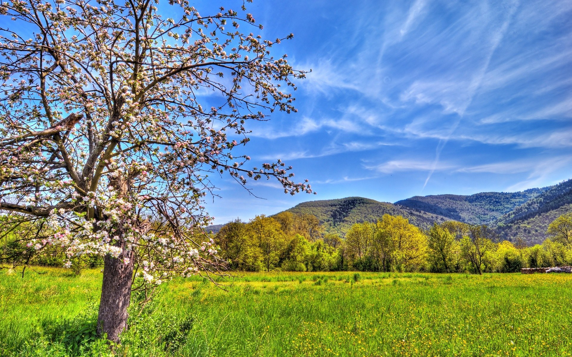 wiosna drzewo krajobraz natura drewna na zewnątrz niebo malownicze wsi wsi trawa sezon scena krajobrazy spektakl sianokosy lato flora pole dobra pogoda