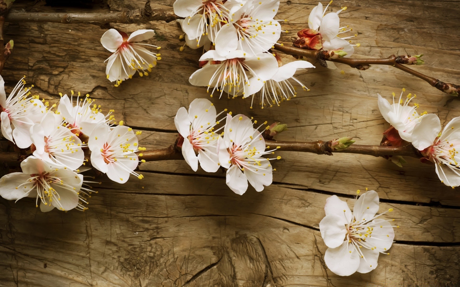 spring flower nature flora petal cherry blooming garden leaf floral tree wood romantic desktop beautiful decoration color close-up bud season