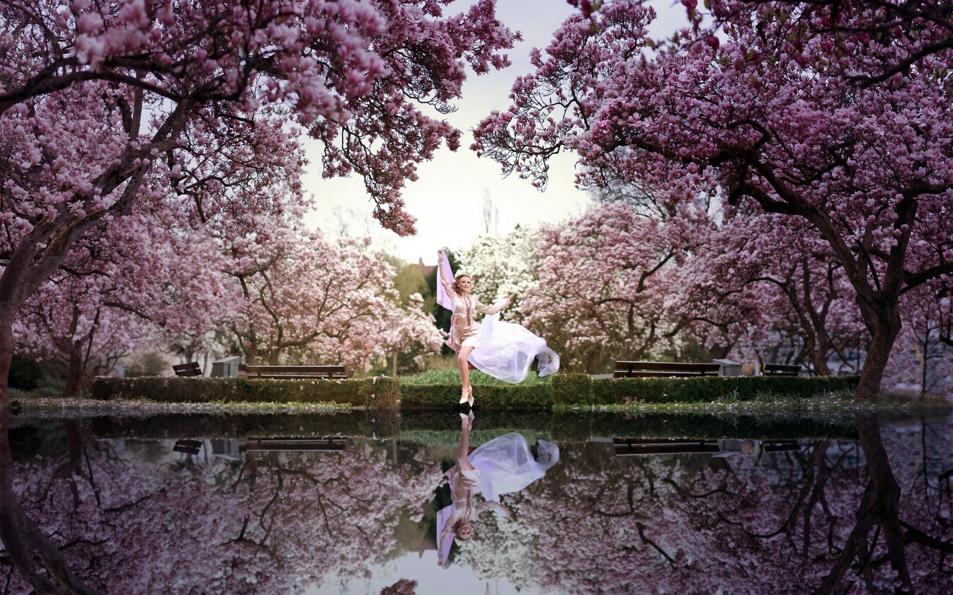 printemps arbre branche cerise fleur parc saison printemps jardin paysage nature flore à l extérieur feuille bluming arbre fruitier beau bois scénique couleur paysage