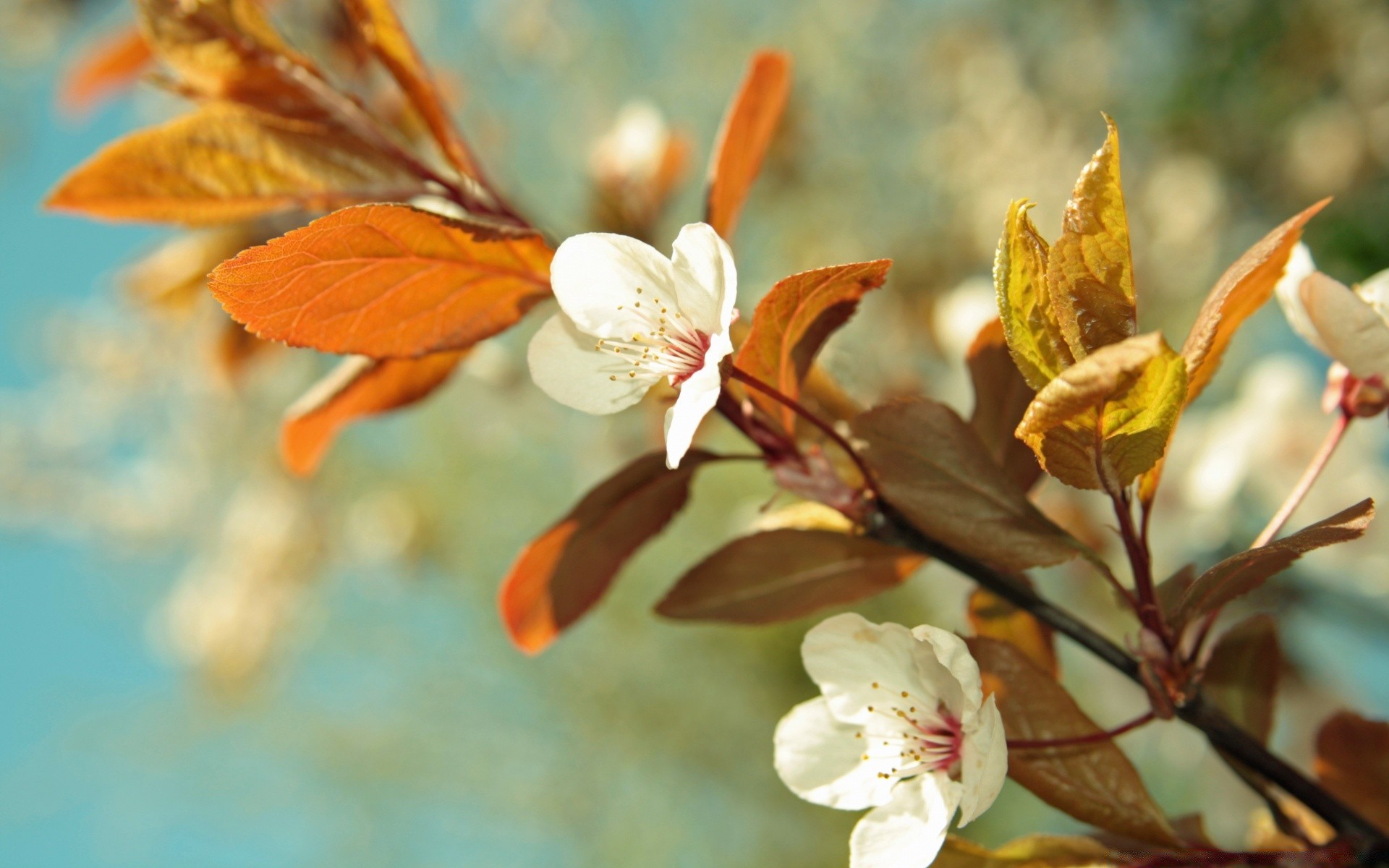 wiosna natura kwiat liść flora drzewo na zewnątrz oddział ogród jasny rozmycie lato płatek sezon bluming kolor wzrost kwiatowy