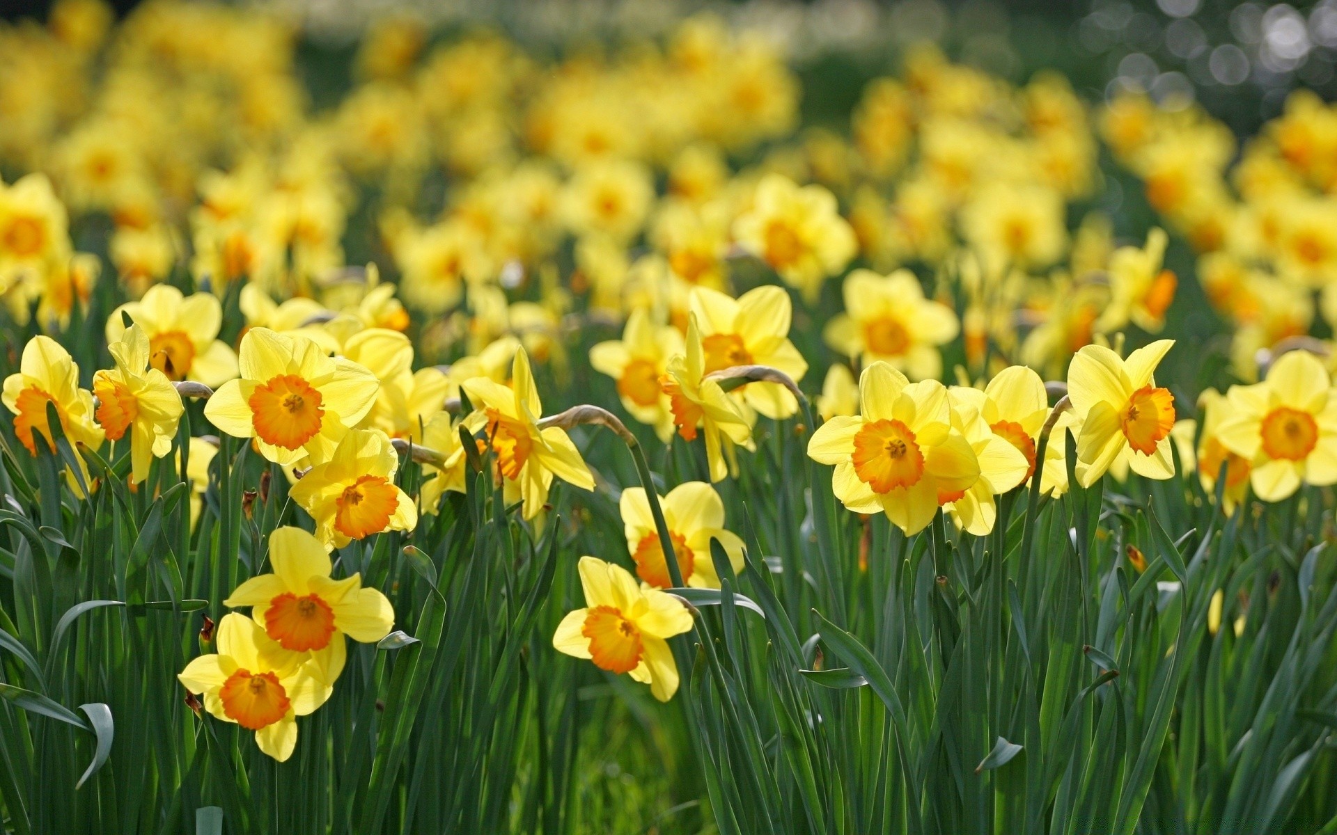 frühling blume flora natur garten narzisse narzisse ostern floral hell sommer saison feld wachstum blatt blühen farbe blütenblatt gras lampen