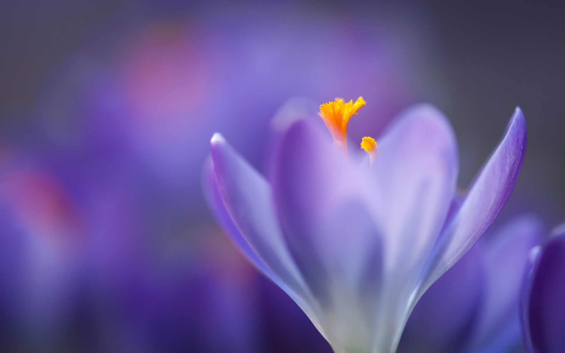 spring flower nature blur crocus petal flora delicate leaf color bright garden summer saffron growth easter floral blooming outdoors