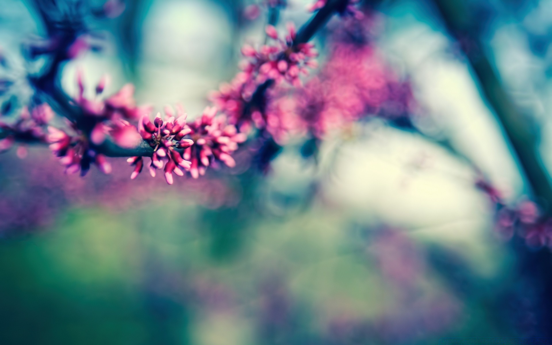 primavera borrão flor cor natureza verão arte dof luz brilhante flora