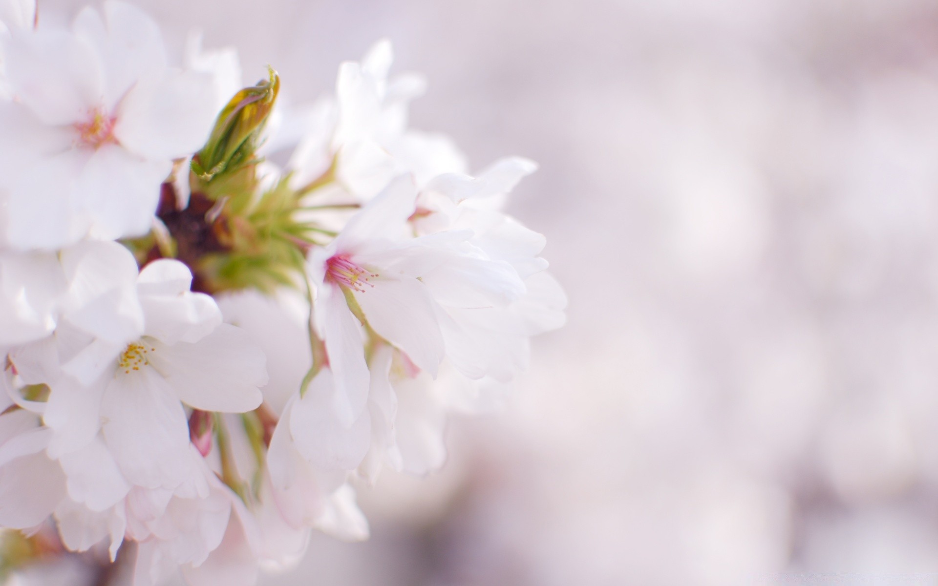 spring flower nature flora leaf summer garden growth blur delicate cherry petal dof outdoors blooming fair weather floral bright branch close-up