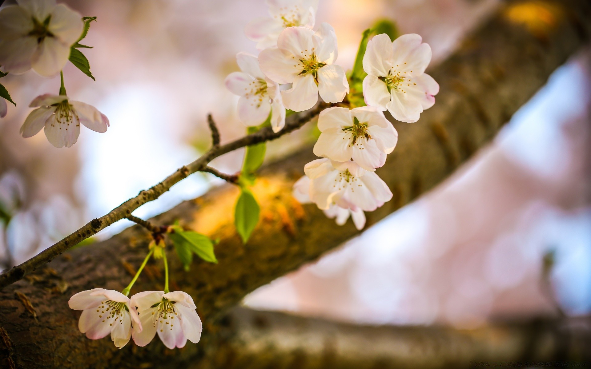 frühling blume zweig natur apfel baum kirsche garten flora blühen blütenblatt blatt kumpel wachstum floral sanft im freien unschärfe schließen saison