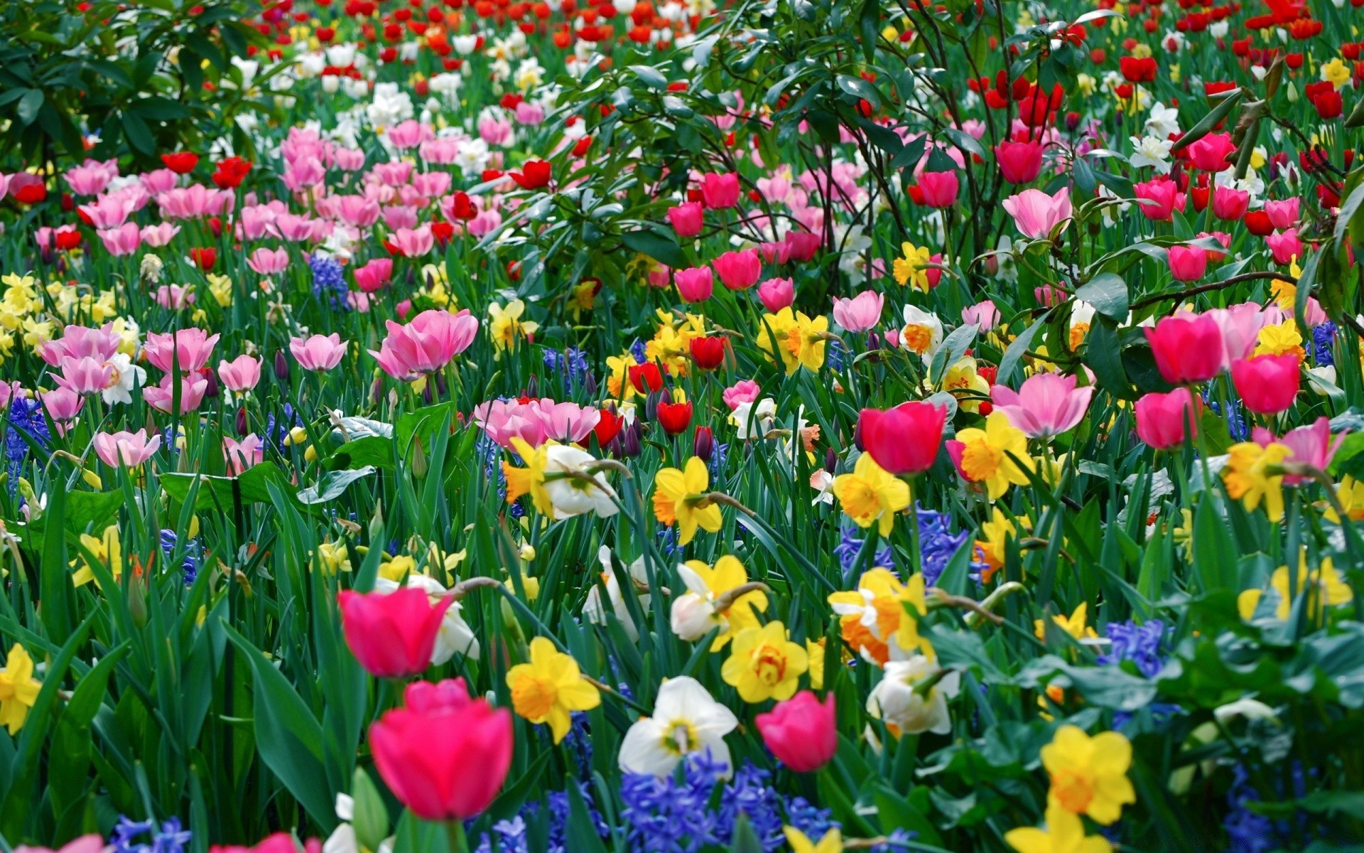 wiosna kwiat tulipan ogród flora natura liść kwiatowy lato płatek bluming pole trawa sezon park kolor kwietnik wzrost jasne sianokosy