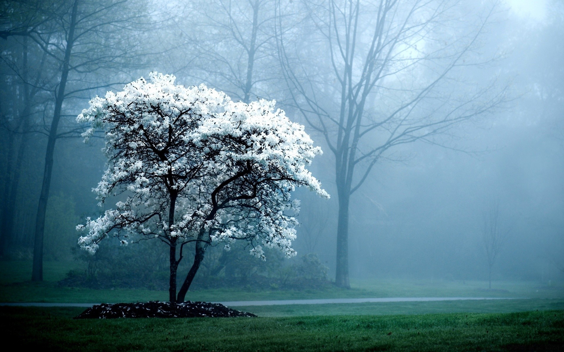 spring fog tree mist landscape wood weather dawn nature scenic branch park haze countryside fall