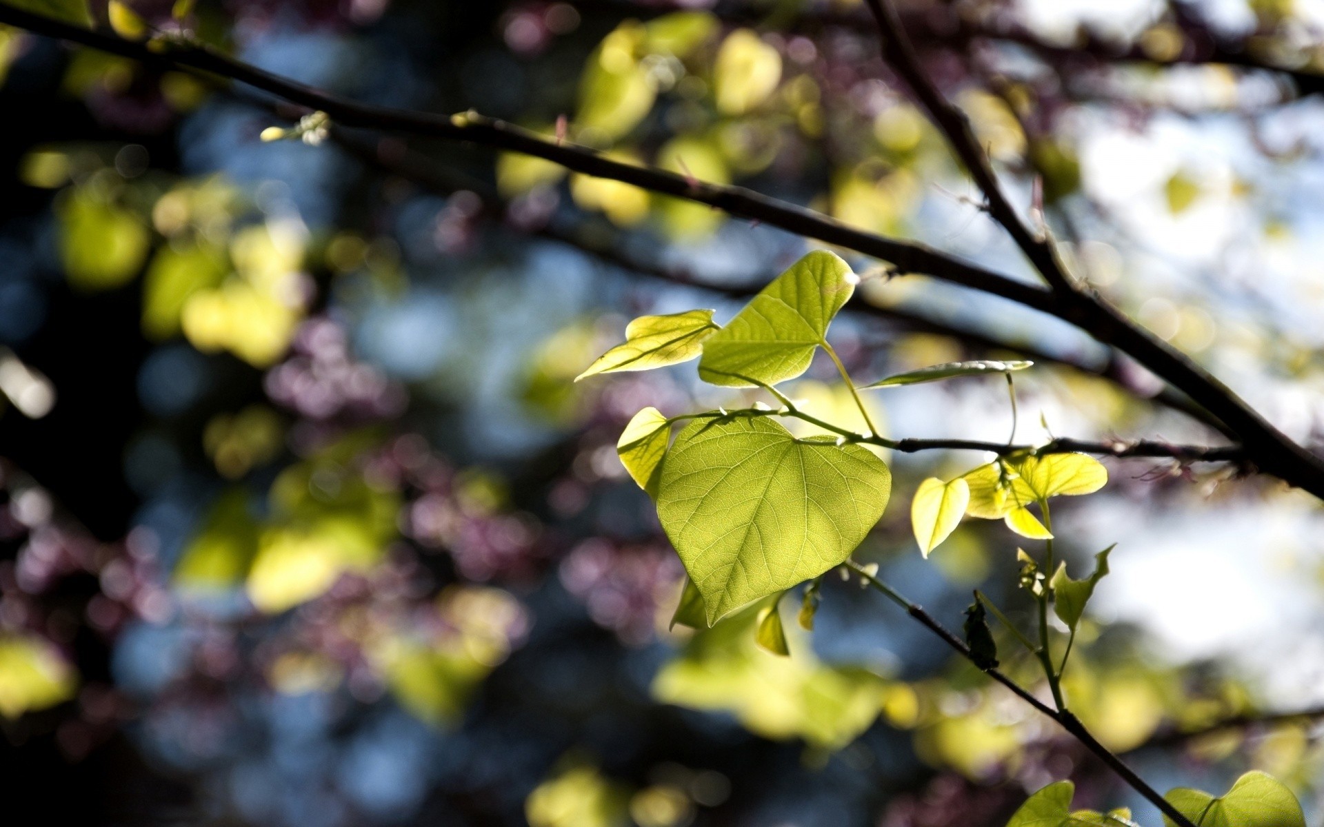 frühling blatt baum filiale flora wachstum natur saison farbe garten park gutes wetter hell im freien umwelt schließen sonne holz blume sonnig