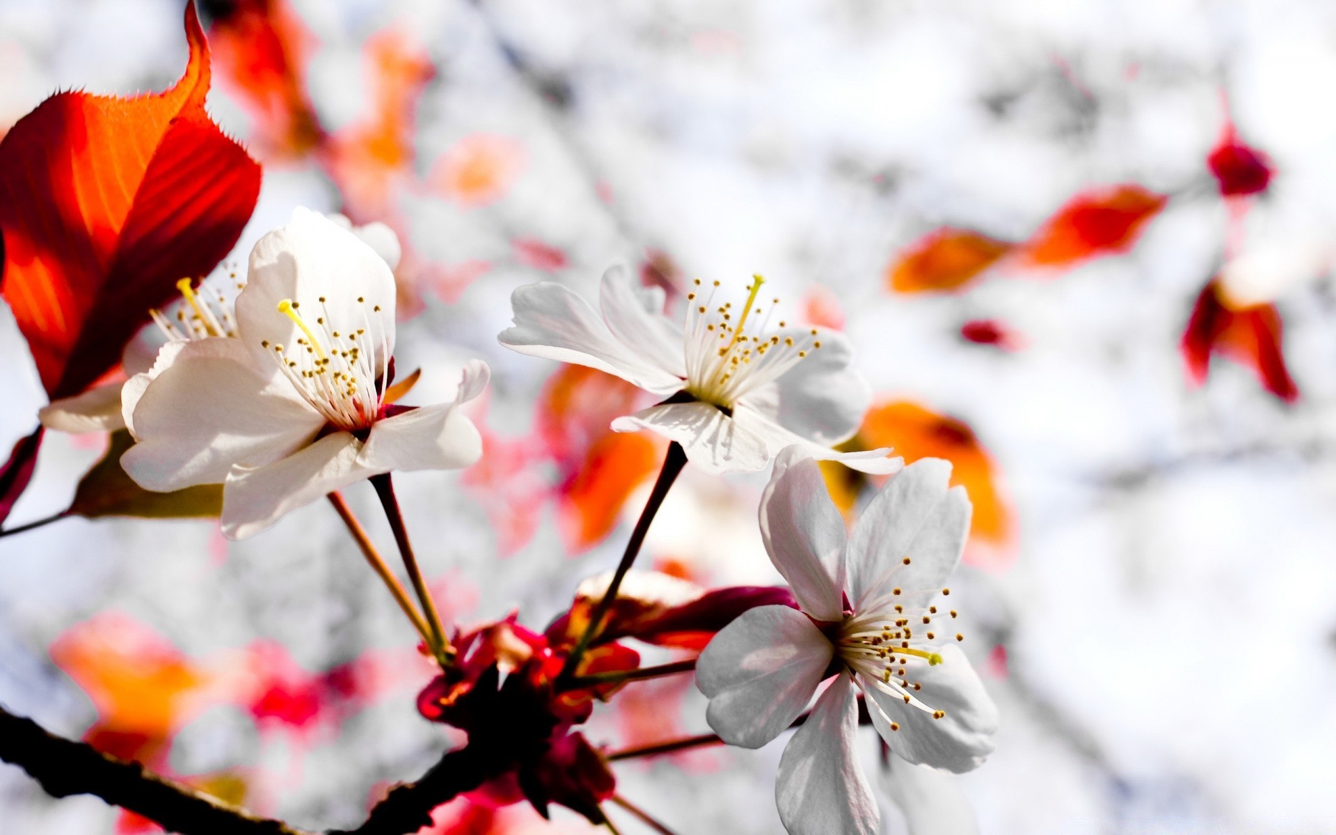 bahar çiçek doğa yaprak flora parlak bahçe şube kiraz çiçeklenme yaz sezon renk güzel ağaç açık havada