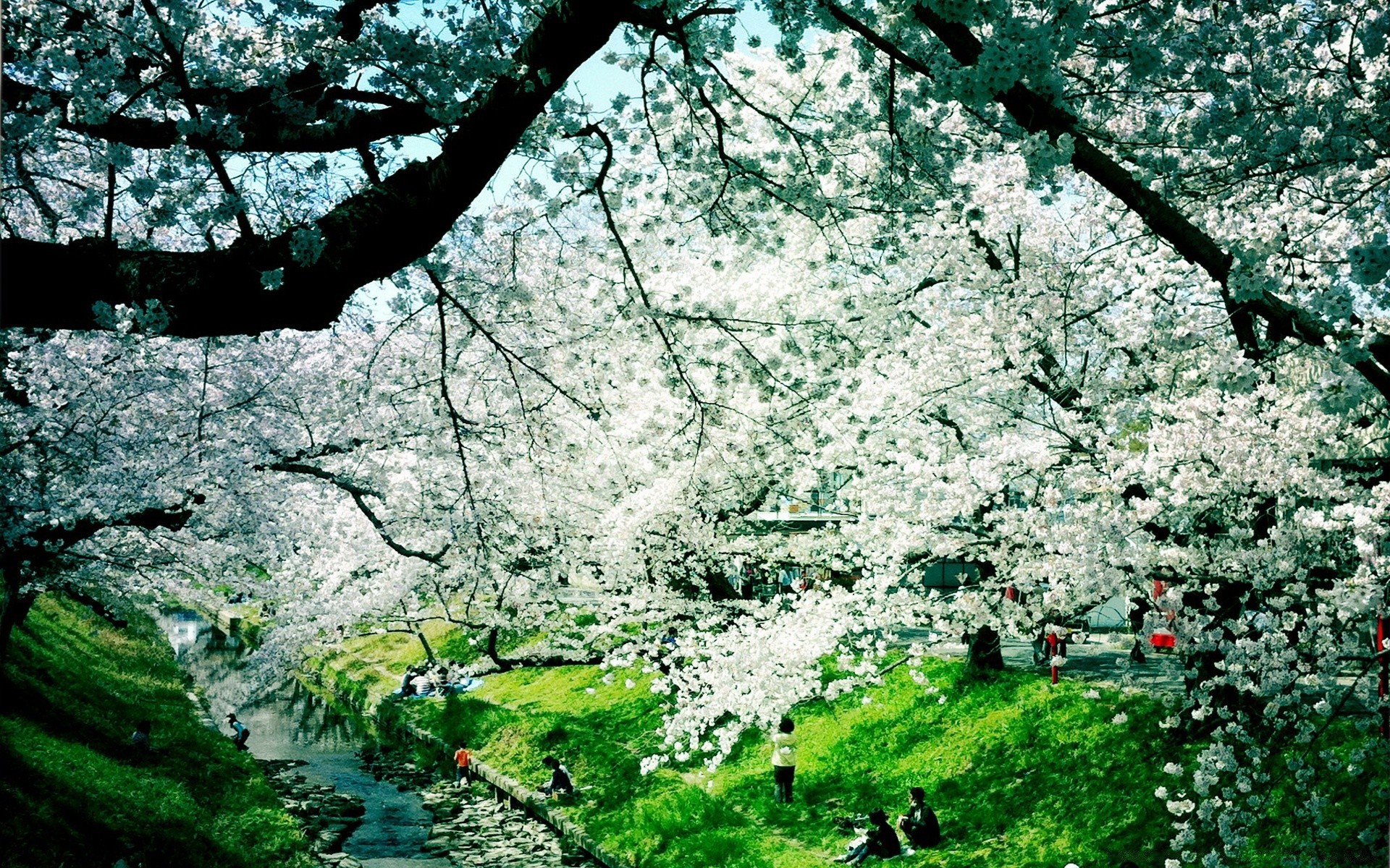 primavera árbol paisaje temporada naturaleza rama al aire libre madera flora hoja parque flor crecimiento cereza medio ambiente