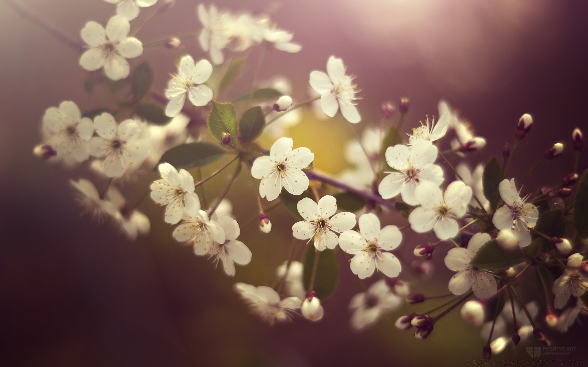 frühling blume flora kirsche natur zweig baum blatt apfel blütenblatt floral schließen kumpel garten schön blühen farbe wachstum