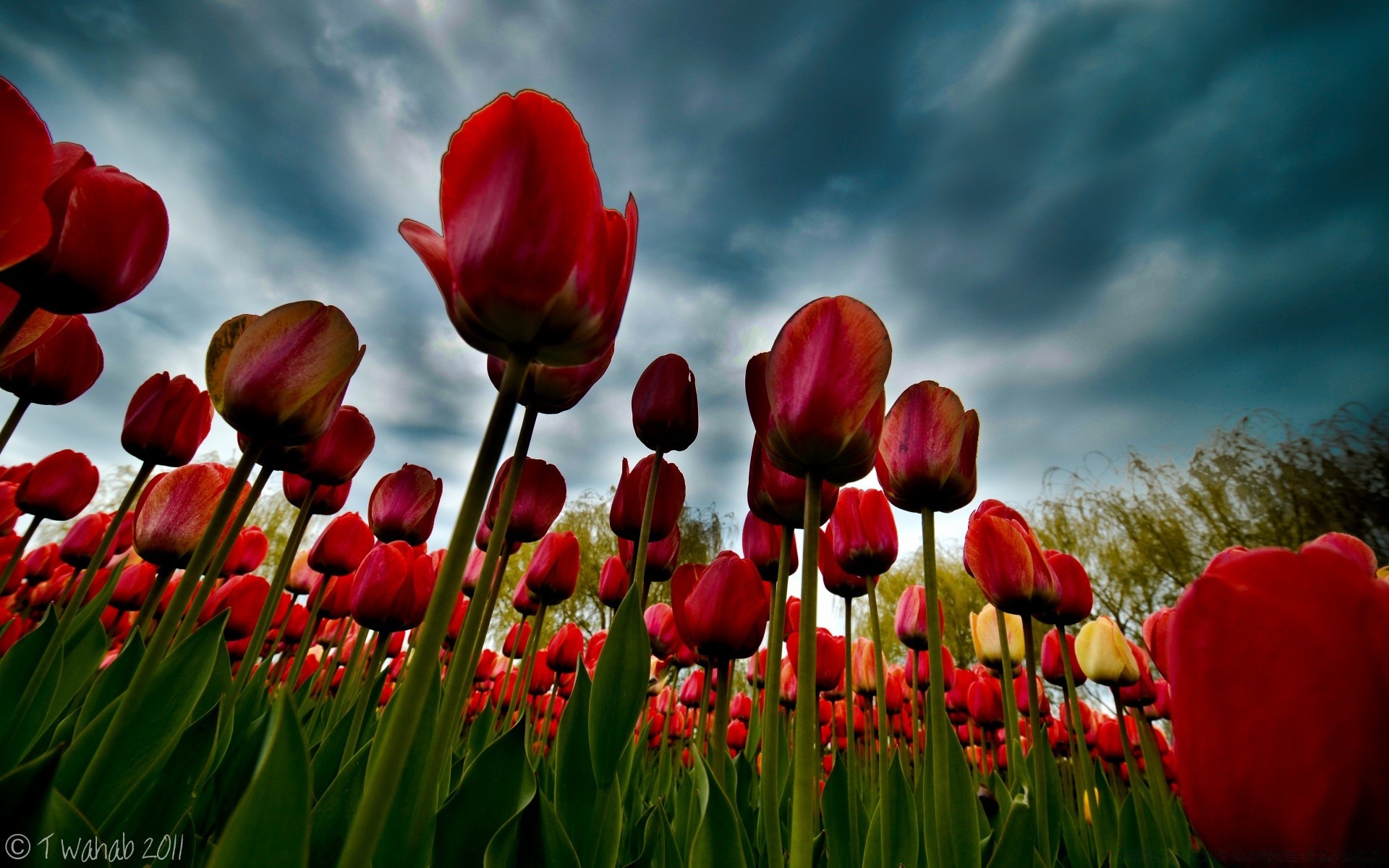 primavera tulipano natura fiore flora giardino foglia estate campo luminoso floreale colore crescita esterna stagione erba bel tempo pasqua fioritura petalo