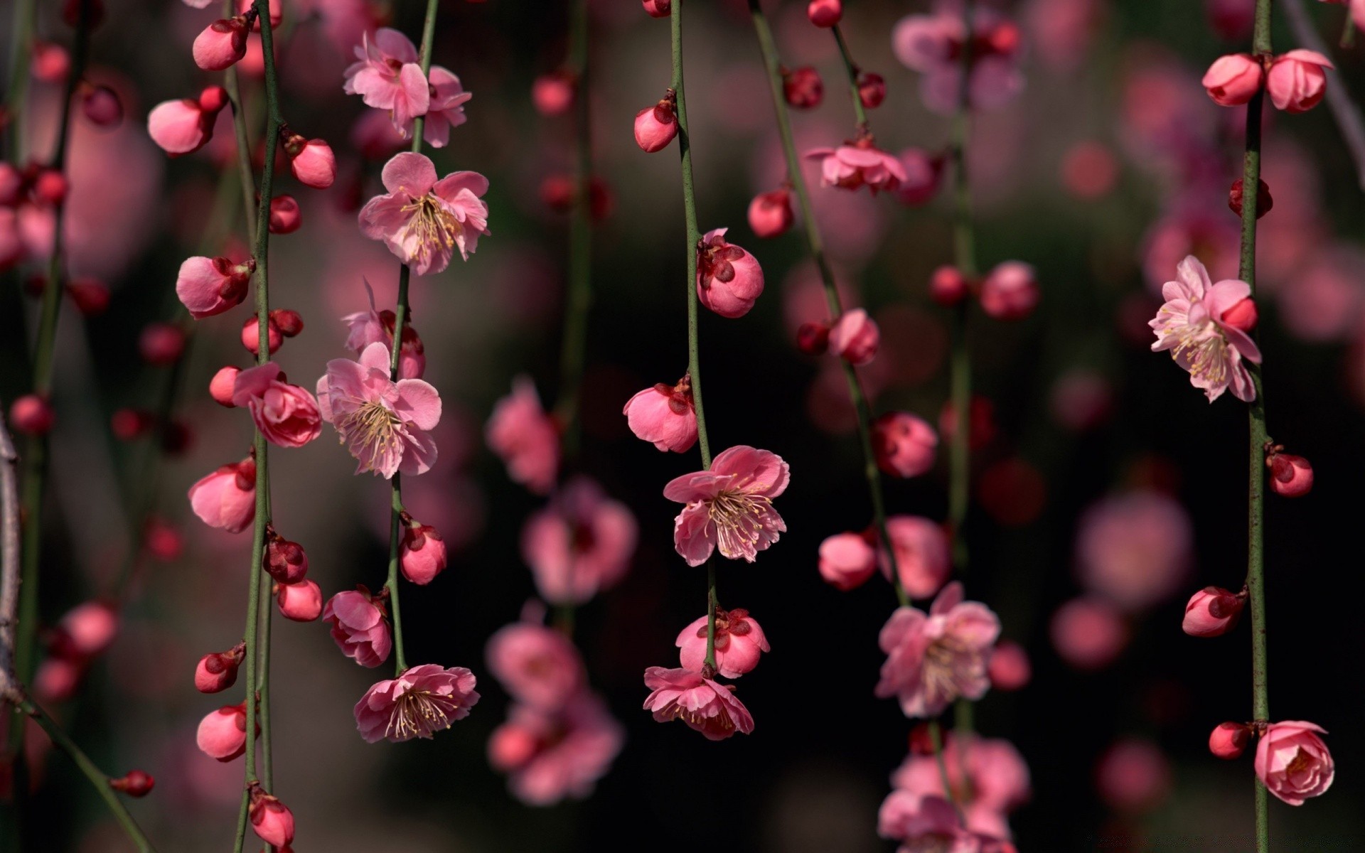 spring flower nature garden flora blooming petal growth leaf summer color branch season floral bright close-up outdoors tree bud