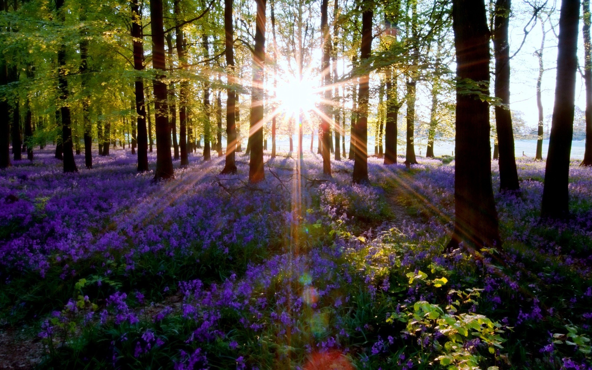 spring wood nature tree landscape dawn leaf park flower scenic outdoors sun fair weather countryside season beech flora environment scenery light