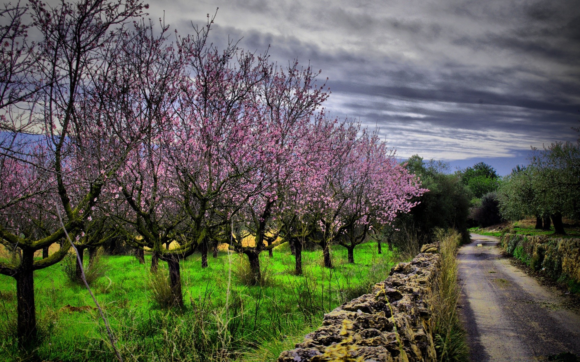 primavera árvore paisagem temporada natureza ramo flor primavera flora parque rural ao ar livre cereja cênica rural ambiente grama paisagens cena crescimento