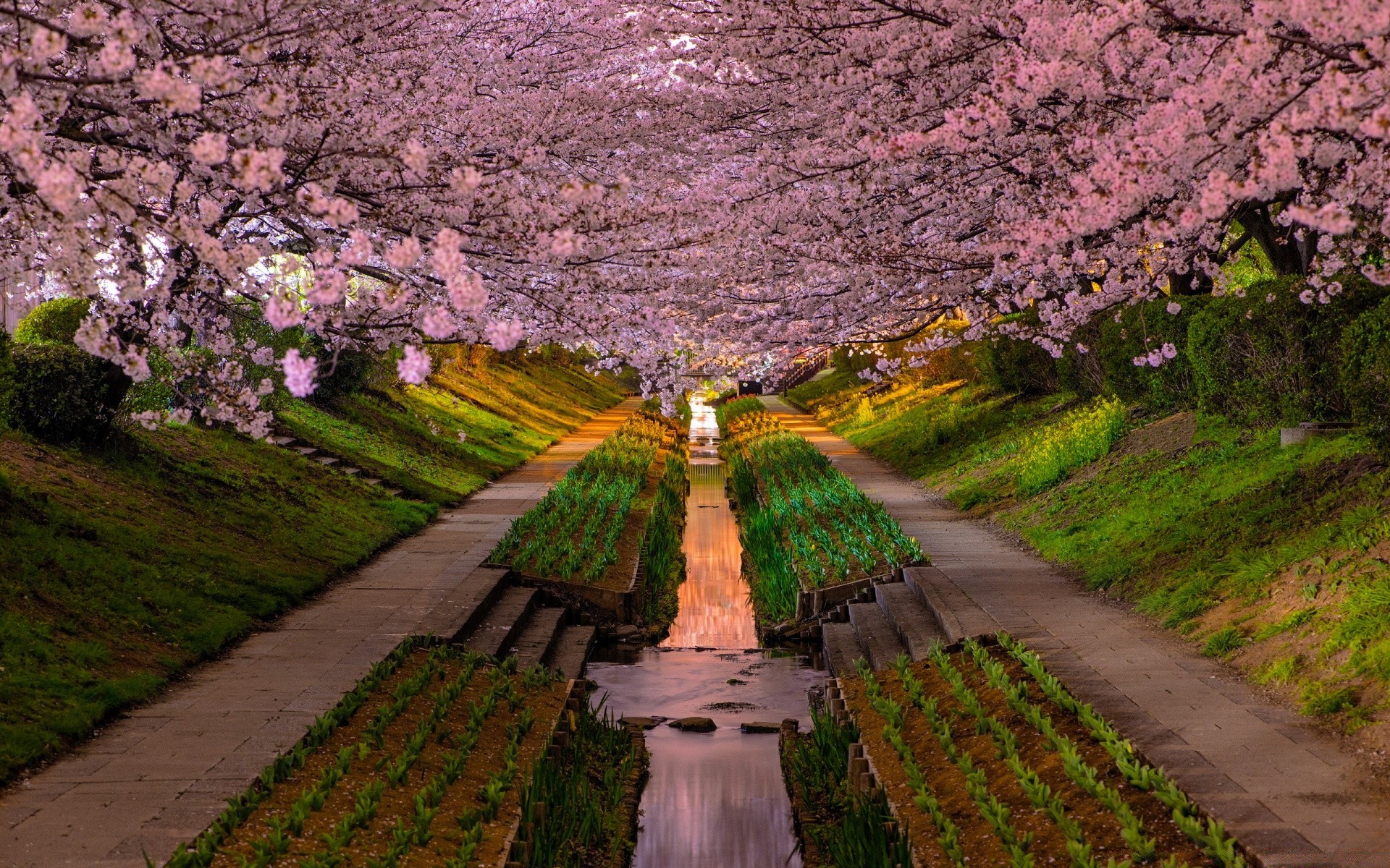 Поиск обоев аллея с цветущими деревьями сакуры в разделе все категории.