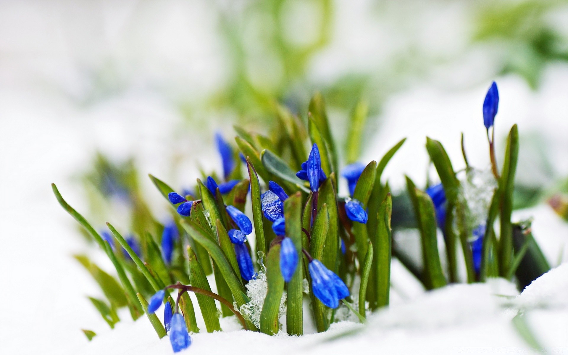 primavera natura foglia flora erba sfocatura giardino primo piano pasqua fiore luminoso estate crescita fieno